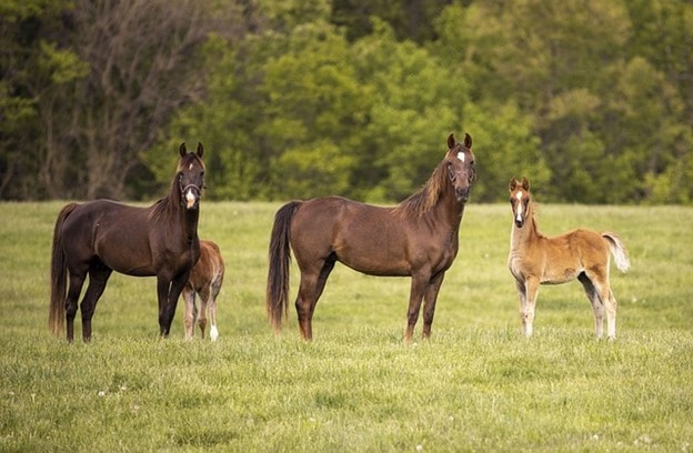 equine therapy for addiction treatment